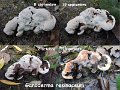 Ganoderma resinaceum-amf820-1